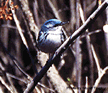 Cerulean Warbler