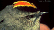 Golden Crowned Kinglet